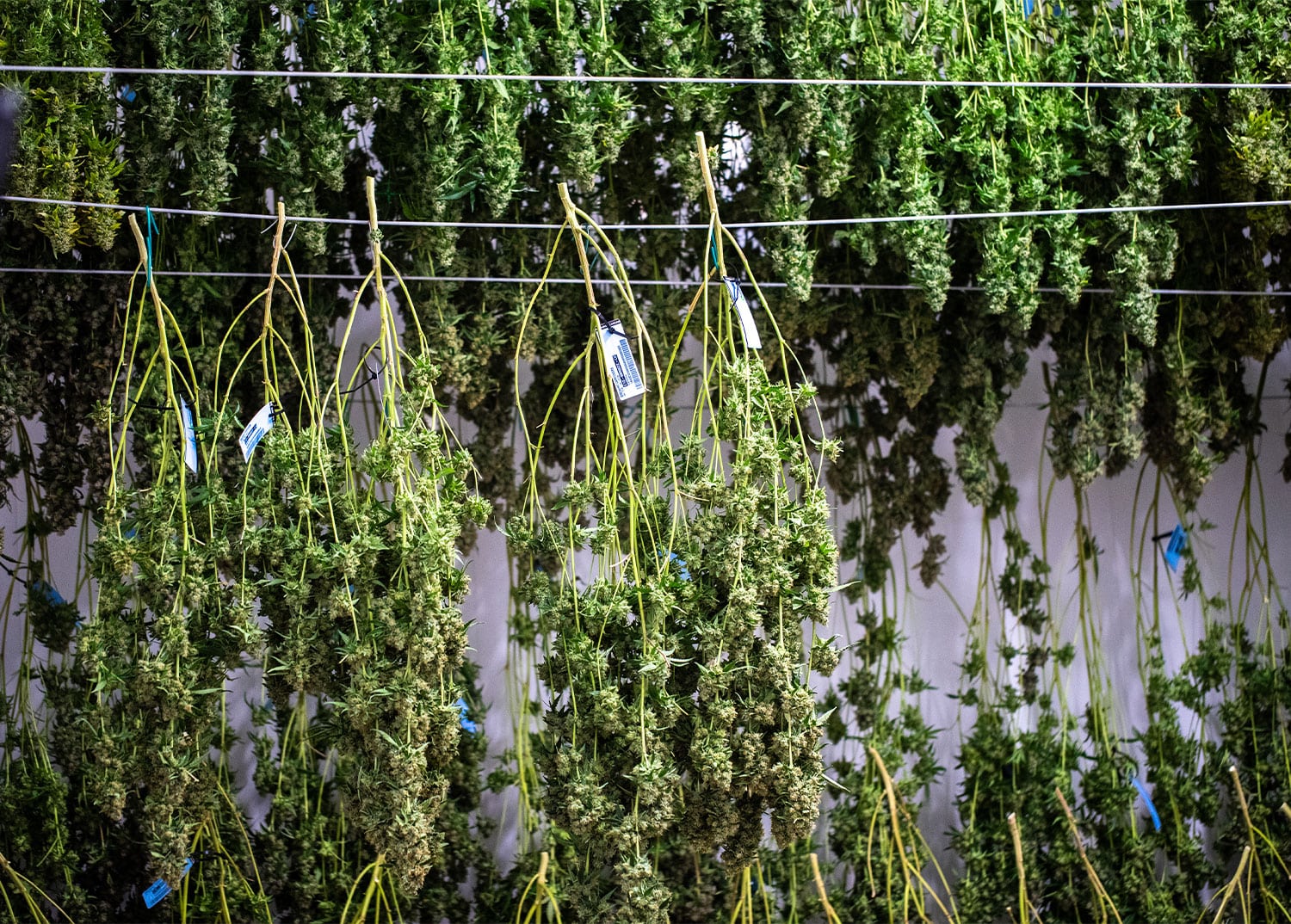 The Problem with Drying Cannabis - Cannabis Business Times