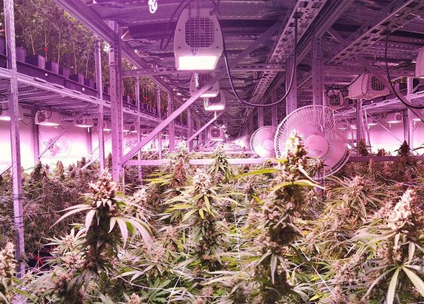 Your Guide to a Commercial Cannabis Grow Room Design | Lift and Grow